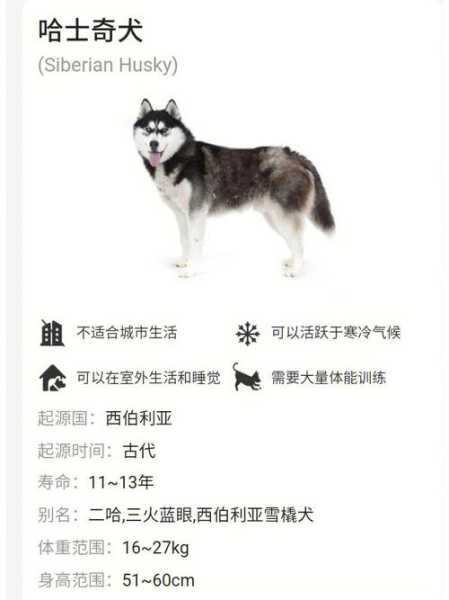 哈士奇多大可以吃成犬狗粮（哈士奇多大可以吃饭）