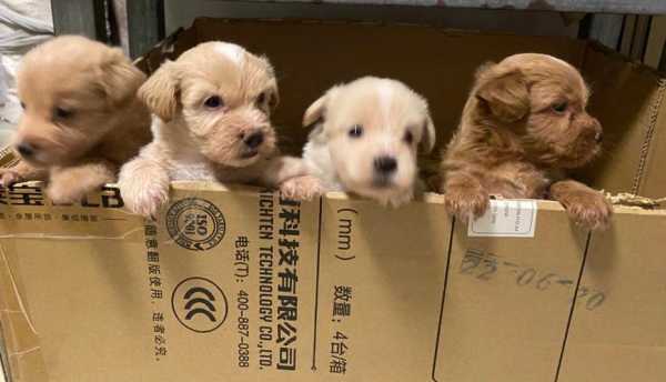 宠物犬领养流程及费用（宠物领养收费吗）