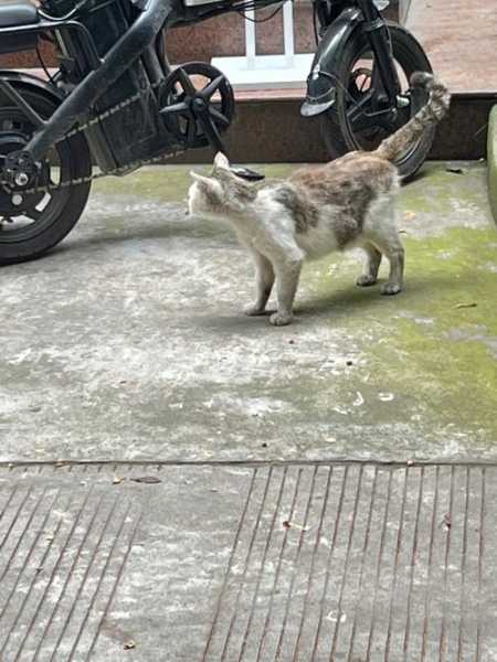 流浪猫领养需要注意哪些事项（流浪猫领养需要注意哪些事项和要求）