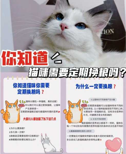 猫咪怎么换（猫咪怎么换粮比较好）