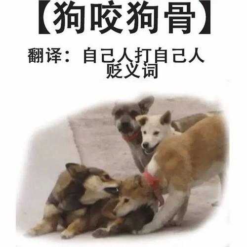 狗对主人吠（狗对你吠怎么办）