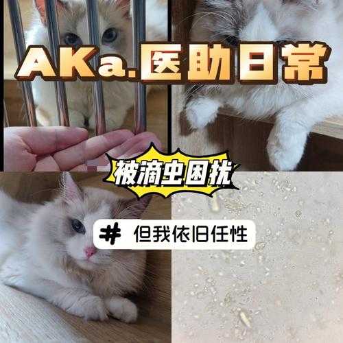 猫咪心衰竭还能活吗（猫心脏衰竭能治好吗）