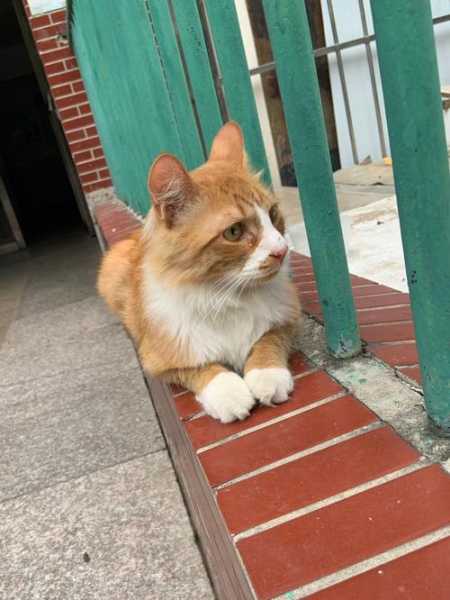 流浪猫很野（流浪猫太野）