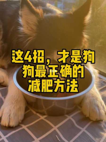 狗狗减肥的方法（狗狗减肥的方法有哪几种）