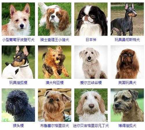 十大适合家养的小型犬有哪些（十种最适合家养的小型犬图）