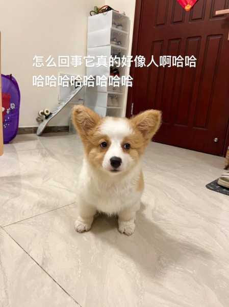 狗狗的心思（狗狗的心思都写在脸上什么意思）