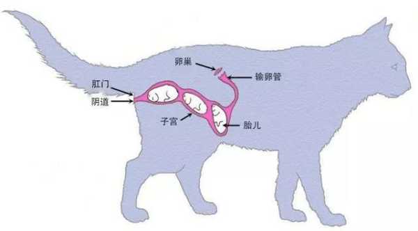 猫子宫套叠的病因及防治（猫咪子宫解剖图）