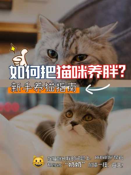 如何让猫养胖（怎样养猫才让猫胖胖的）