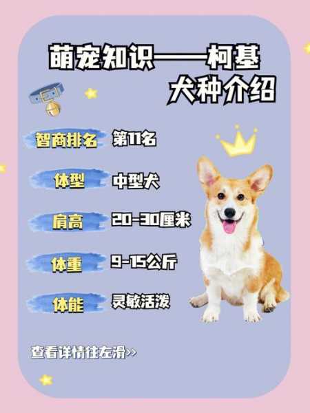 柯基怎么挑选幼犬（柯基如何挑选）