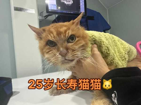 如何让猫咪健康长寿（怎样让猫咪长寿）