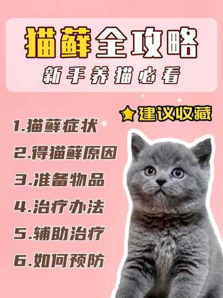 猫咪感冒了怎么办才好得快（猫咪感冒如何自愈）