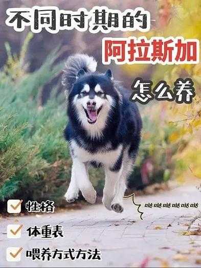 阿拉斯加怎样（阿拉斯加怎样喂养幼犬）