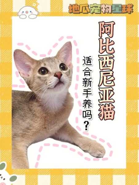 比希尼亚猫咪该如何洗毛（爱比西尼亚猫）