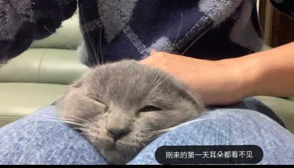 折耳猫怎么科学喂养（折耳猫怎么科学喂养视频）