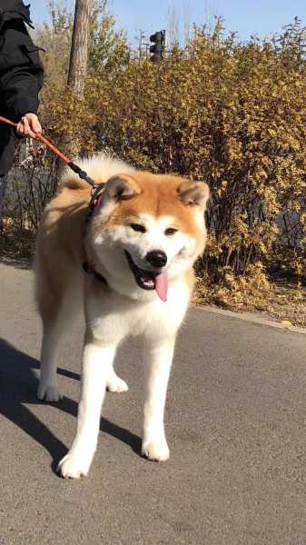 秋田犬喂什么比较好（秋田犬吃啥）