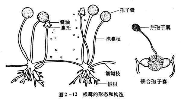 匍枝根霉的营养方式（匍枝根霉的形态特征图）