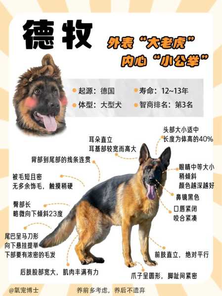 德国牧羊犬的饲养方法（德国牧羊犬如何饲养）