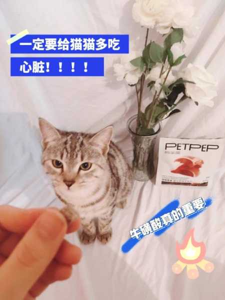 猫咪需要单独补充牛磺酸吗（猫咪需要喂牛磺酸吗）