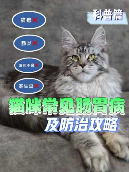 小猫肠胃过敏（猫咪肠胃过敏怎么办）