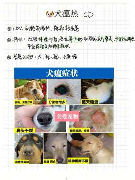 犬瘟会自愈吗（犬瘟能吃东西就能活吗）