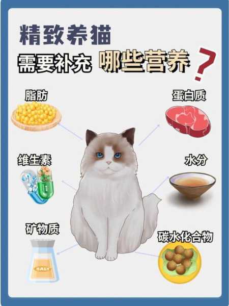 蛋白质对猫的作用（蛋白质对猫咪的作用）