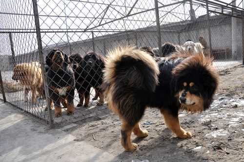 藏獒最佳训练时间及训练场地（藏獒驯养）