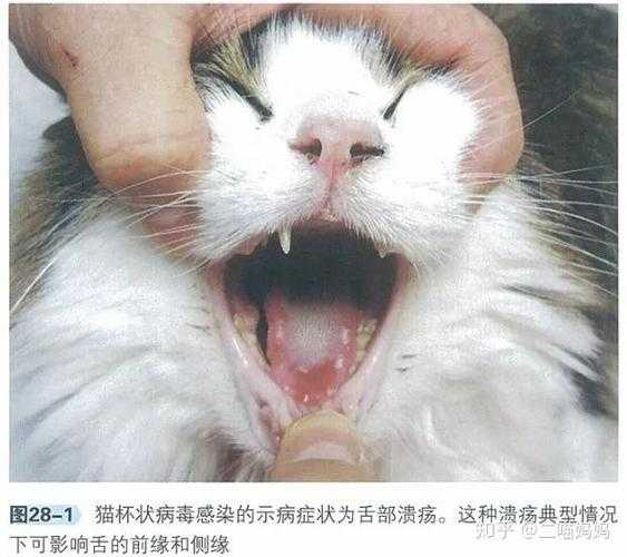 猫咪会感染新冠病毒吗知乎（猫咪会感染新冠肺炎吗）