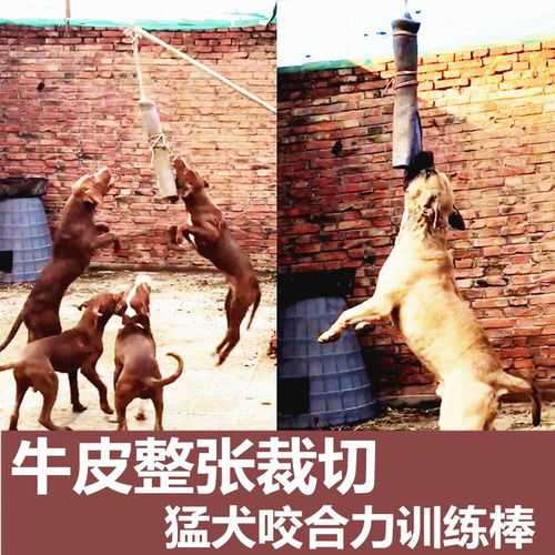 比特犬怎么训（比特犬怎么训练吊口）