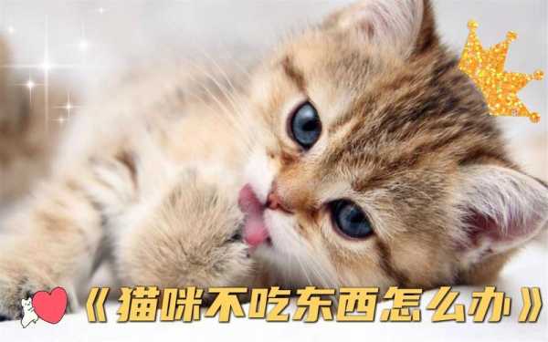 主人不在家猫咪怎么吃喝（主人不在家猫咪会做什么）