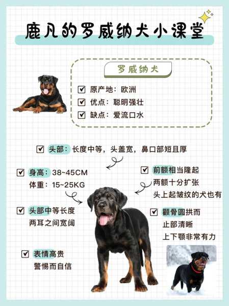 罗威纳犬怎么训听话（罗威纳驯养方法）