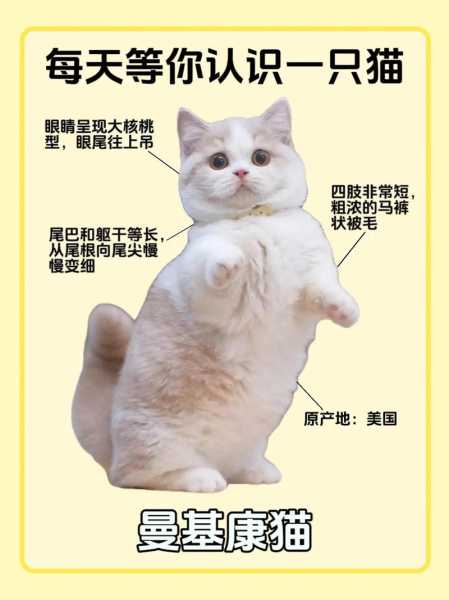 买曼基康猫要注意什么（曼基康猫缺点和优点）