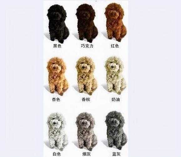 贵宾犬品相怎么选（贵宾犬挑选标准）