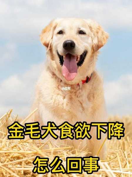 揭秘金毛犬价格陷阱及原因分析（金毛价格贵吗）