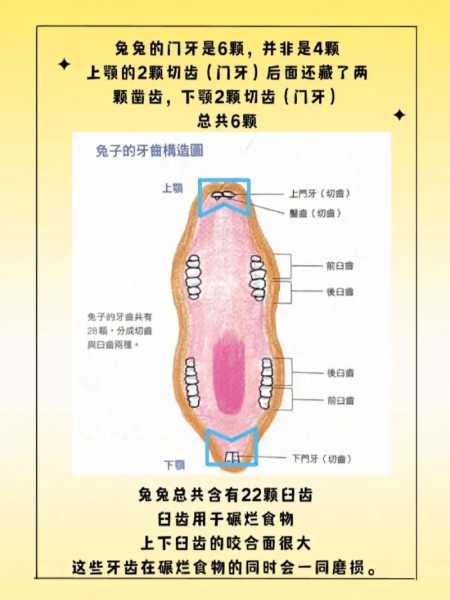 兔子疾病预防（兔子疾病预防与治疗）