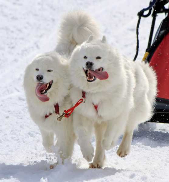 西伯利亚雪橇犬价格多少钱一只（西伯利亚雪橇犬价格多少钱一只啊）