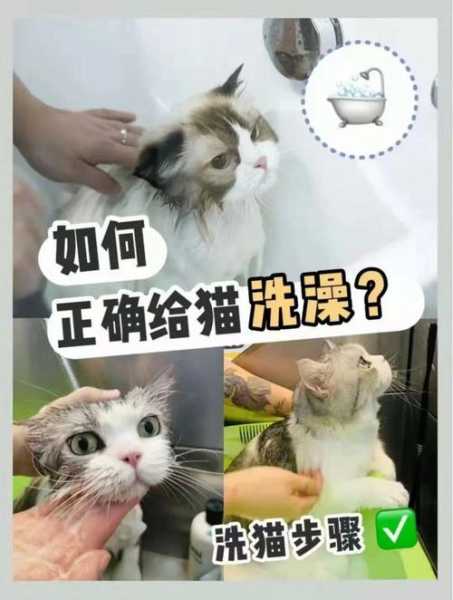 怎么样给宠物猫洗澡（宠物猫怎么给它洗澡）