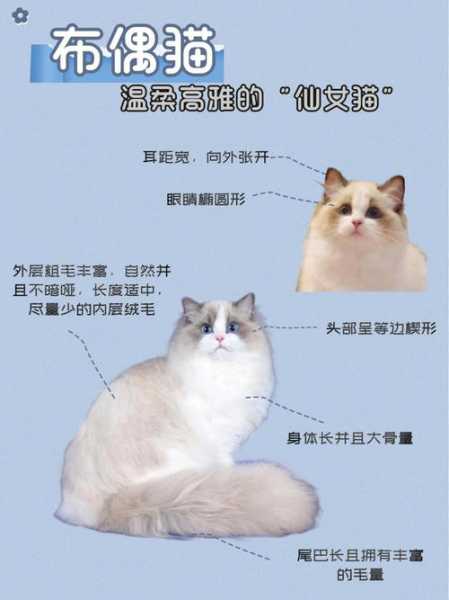 布偶猫要怎么选（布偶猫怎么选猫粮）