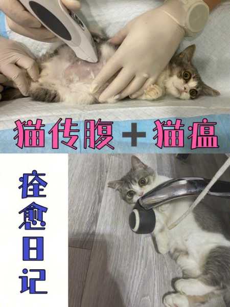 季节性猫瘟（猫瘟几月份）