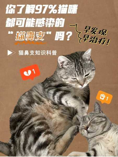 猫猫得猫鼻支（猫猫得猫鼻支的原因）