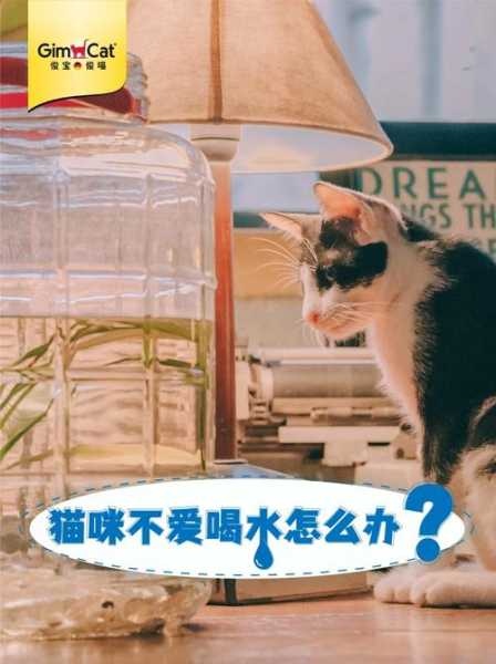 猫咪喝水好不好（猫咪喝水好吗）