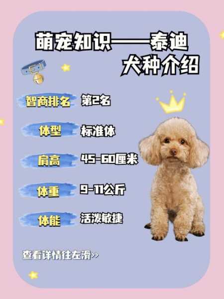 如何挑选泰迪犬?选购技巧（挑选泰迪狗的时候要注意什么）