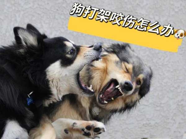 狗打架了咬伤会痊愈吗（狗狗打架被咬伤会得狂犬病吗）