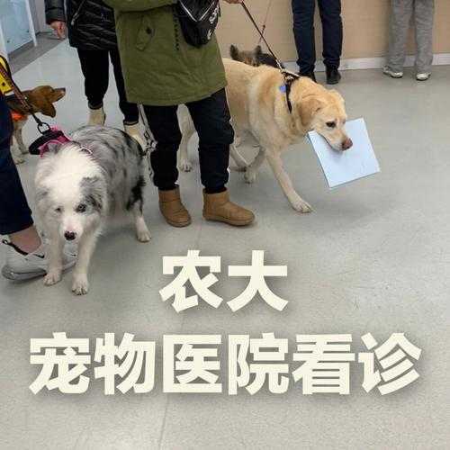 带狗去宠物医院需要挂号吗（带宠物去医院看病要多少钱）