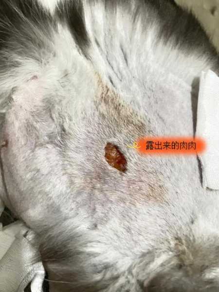 猫咪伤口露肉能自愈吗（猫咪伤口露肉能自愈吗图片）