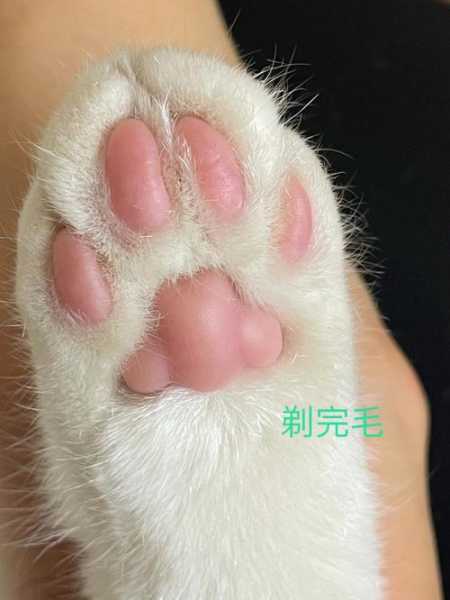 如何给猫咪做足部护理视频（怎么给猫咪修脚）