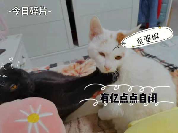 猫猫日常生活（猫猫日常生活解说）