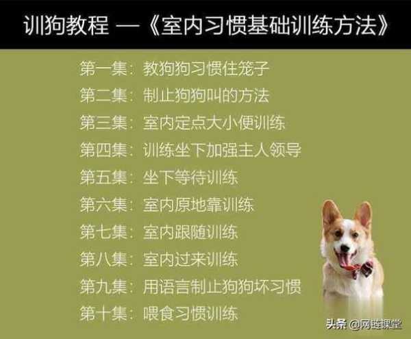 金毛犬怎么训练晚上不乱叫（金毛犬怎么训练不咬人）