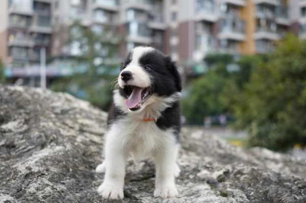 边境牧羊犬训练技巧和方法（边境牧羊犬训练教程,这3点你必须知道）