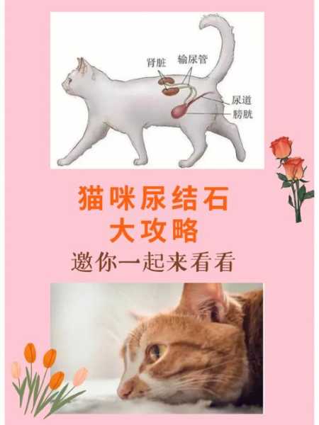 猫咪得了结石是什么症状（百度猫咪得了结石是什么表现）