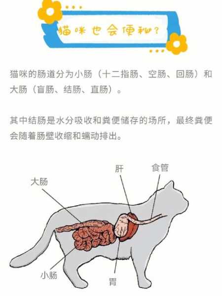 猫老便秘怎么缓解（猫咪总是便秘）